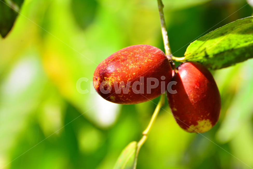 대추,대추나무,건강식품,대추차,jujube,달콤한,맛,과일,가을열매,가을이미지,나무열매,fruit,food,asian,동양적,한국적,한약재료,잘익은,식물,자연,plants,nature,음식,식재료,요리,food,cook,meal,dishes,food reserves,과일,열매,fruit