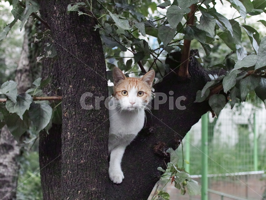 나무,tree,식물,plant,길고양이,고양이,cat,애니멀,동물,동물,animal,포유류,mammal,고양이,cat,kitten,kitty