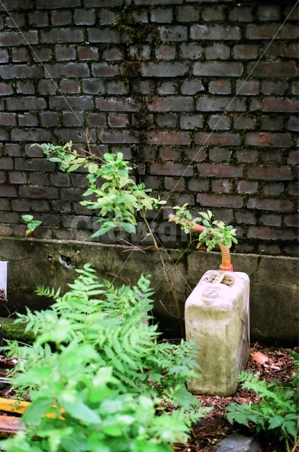 휘발류,녹색,숲,뒤뜰,석유,기름,필름,식물,자연,plants,nature,빈티지사진,빈티지느낌,빈티지감성,vintage,사물,물건,오브젝트,thing,object,matter