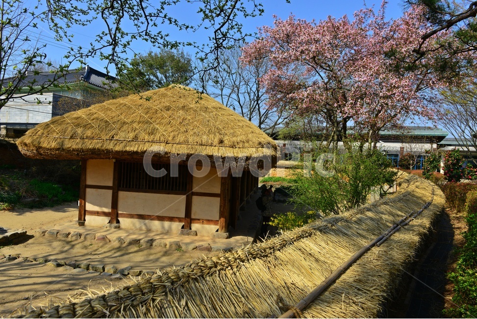nature,자연,outdoors,옥외,경치,경관,풍경,고창,고창읍성,모양성,고창읍성봄,봄,계절,벚꽃,꽃,초가,지붕,담장