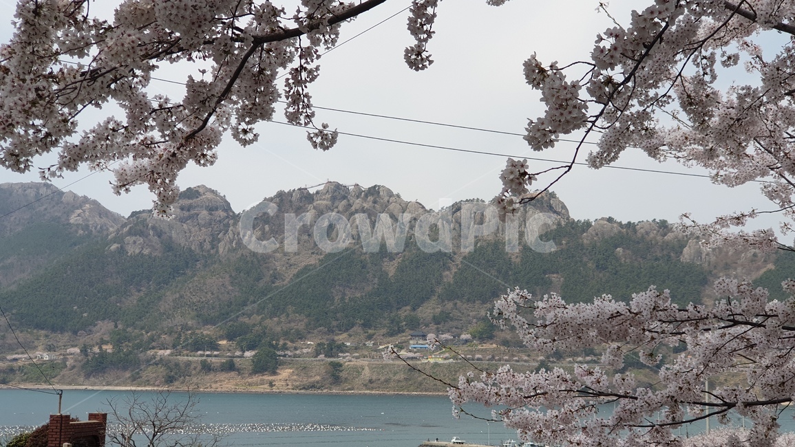 사량도,지리산,벚꽃,봄,풍경,섬,봄,계절,spring,season,자연,풍경,nature,landscape,plant,식물,flower,꽃,cherry blossom,blossom