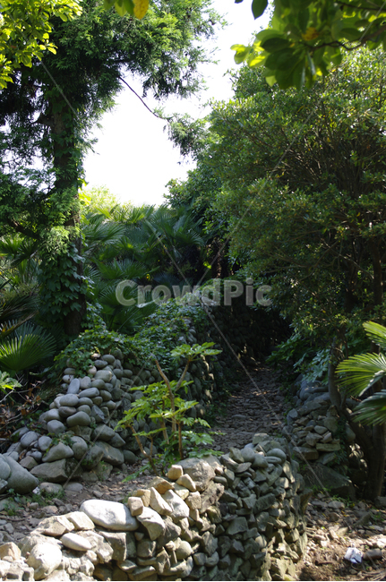 나무,숲,초록,식물,plant,자연,풍경,nature,landscape,outdoors,옥외