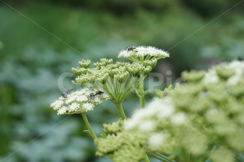 꽃,자연,식물,초록,연두,여행,제주,제주도,flower,plant,green,color,lightgreen,스냅,감성,풍경,숲,힐링,휴식,식물,자연,plants,nature,꽃,flower,동물,animal,곤충,벌레,insect,bug