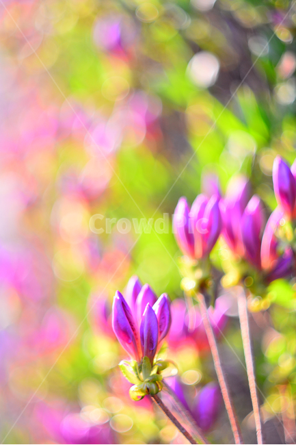 철쭉,봄꽃,감성,봄이미지,보케,꽃,분홍색,핑크색,나무꽃,flowers,spring,season,계절,시즌,꽃송이,꽃망울,접사,마크로,pink,꽃봉오리,feeling,emotion,느낌,분위기,배경,백그라운드,우리꽃,예쁜,뷰티풀,beautiful,봄,계절,spring,season,식물,자연,plants,nature,꽃,flower,plant