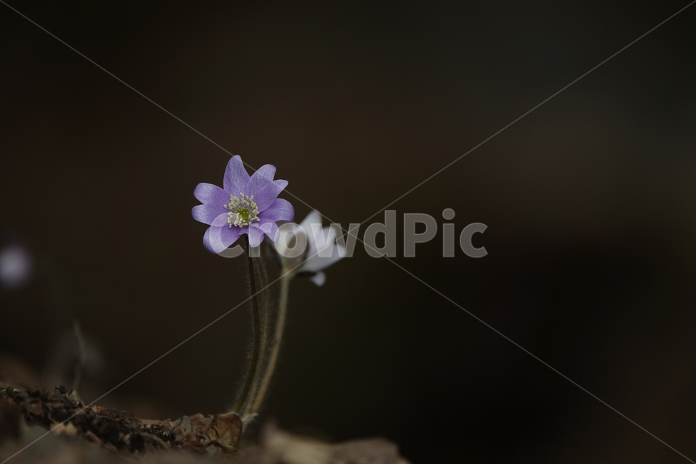 노루귀,야생화,꽃,봄,계곡,식물,자연,plants,nature,꽃,flower