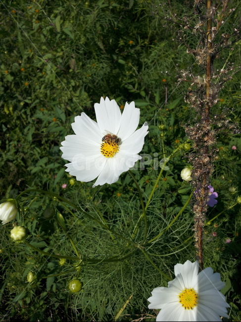 시골길,코스모스,길가코스모스,가을,가을시골길,식물,자연,plants,nature,꽃,flower