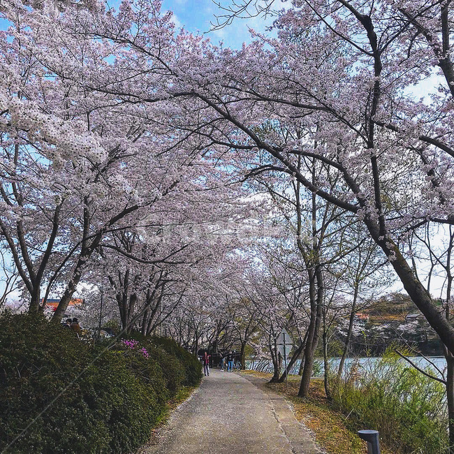 봄,봄꽃,벚꽃,계절,자연,사쿠라,plant,flower,blossom,spring,cherryblossom,season,plants,nature