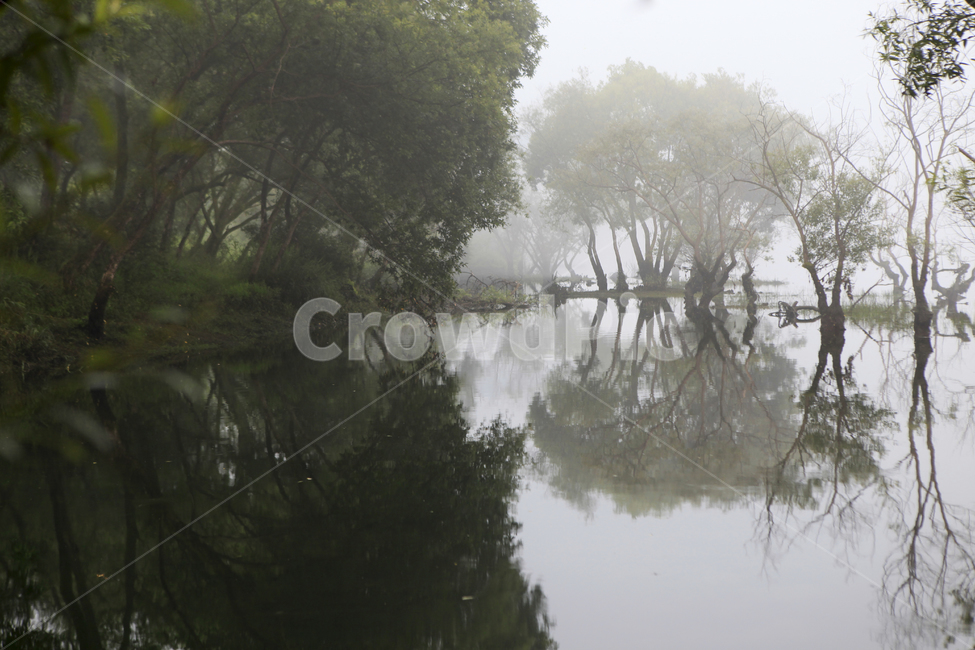 호수,호숫가,물안개,버드나무,반영,대청호수,자연,풍경,nature,landscape,한국자연풍경,한국자연경관,korea nature landscape,outdoors,옥외,weather,날씨