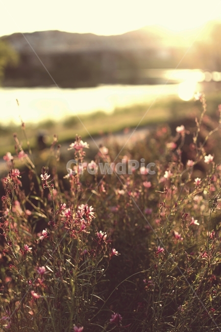 plant,식물,가우라,가우라꽃,오후,꽃,일몰,식물,자연,plants,nature,꽃,flower