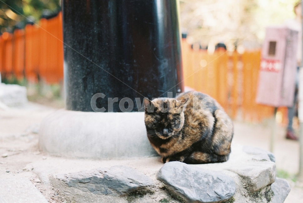 필름사진,고양이,길고양이,낮잠,일본,동물,animal,포유류,mammal,고양이,cat,kitten,kitty,감성,sensible,feeling