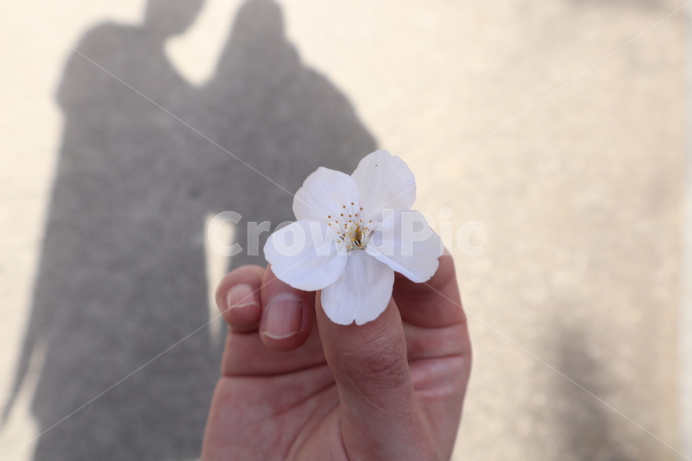 벚꽃,꽃잎,그림자,한송이,봄,나들이,봄,계절,spring,season,plant,식물