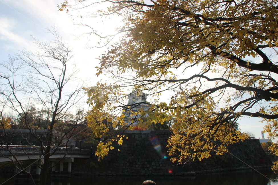 tree,나무,plant,식물,하늘,햇살