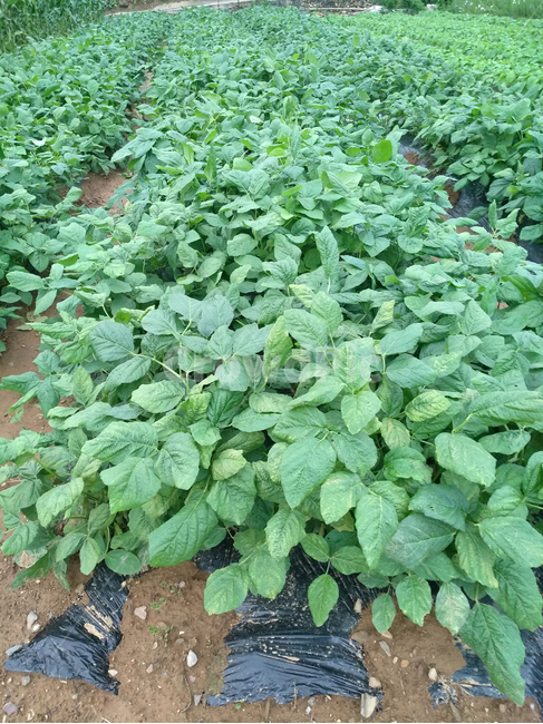 콩,콩밭,콩잎,콩재배,야채,농작물,식물,자연,plants,nature,농업,농사,agriculture,farming,farming industry