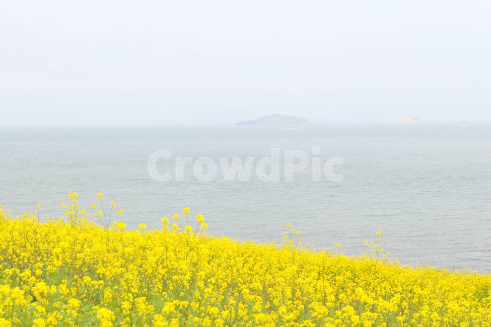 유채꽃,봄,바다,자연,노란색,노랑,flower,green