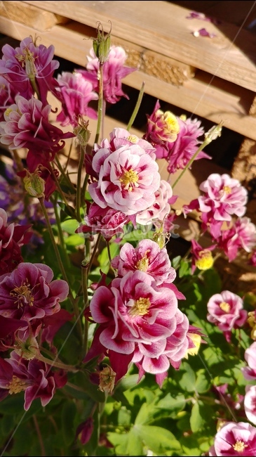 꽃,식물,자연,flower,plants,spring,nature,봄,식물,자연,plants,nature,꽃,flower