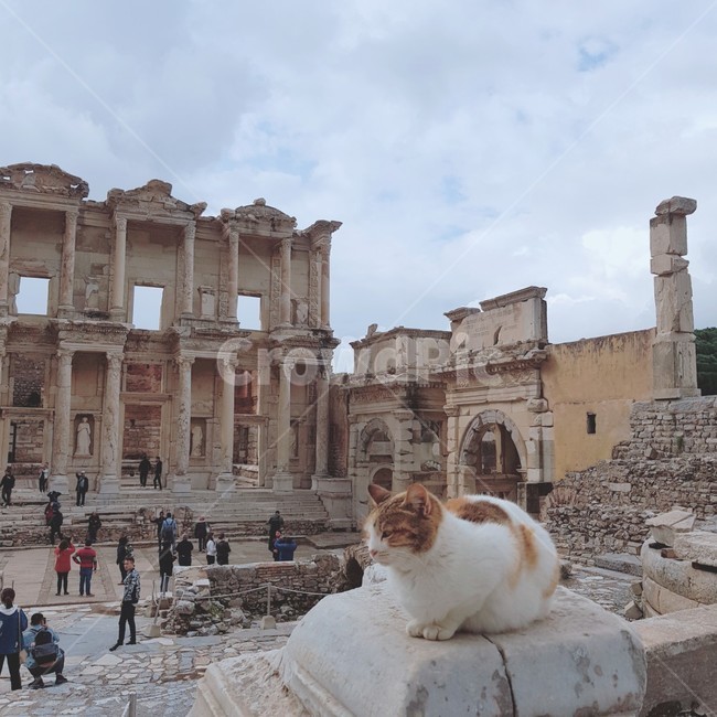 켈수스도서관,고양이,cat,libraryofcelsus,셀축,유적지,에페소스,selcuk,이즈미르,ephesus,터키,turkey,historicsite,건축물,고대건축물,석조건축,유럽