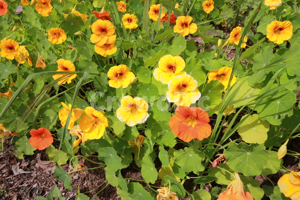 봄,꽃,정원,spring,노란꽃,식물,식물,자연,plants,nature,꽃,flower