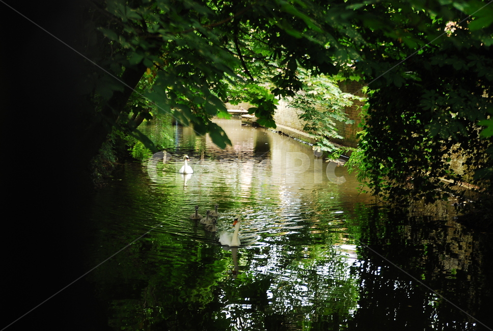 냇가,거위,water,물,nature,자연,bird,자연,풍경,nature,landscape,동물,animal,조류,새,birds,outdoors,옥외,land,땅