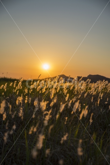 풍경,노을,저녁,수섬,출사,삘기꽃,백묘화,자연,풍경,nature,landscape,휴식,힐링,rest,relaxation,healing,감성,sensible,feeling,grass,잔디,plant,식물,flare,플레어,light,빛,field,들,outdoors,옥외,grassland,목초지