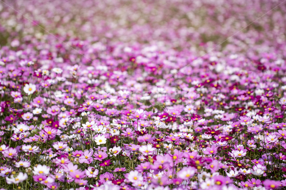 코스모스,꽃밭,꽃,식물,자연,가을,가을,계절,fall,autumn,season,식물,자연,plants,nature,꽃,flower,light,빛