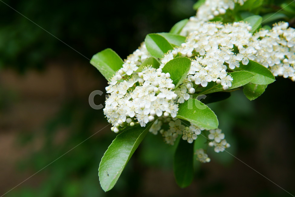 꽃,봄꽃,봄,식물,plant,flower,흰꽃,식물,자연,plants,nature,꽃,flower