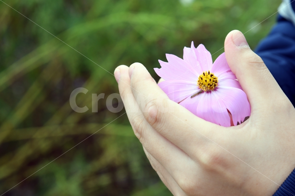 코스모스,가을,꽃,손,벌레,이쁜꽃,가을,계절,fall,autumn,season,식물,자연,plants,nature,꽃,flower,사람,인물,인간,human,person,신체일부,몸,body,plant,finger,손가락