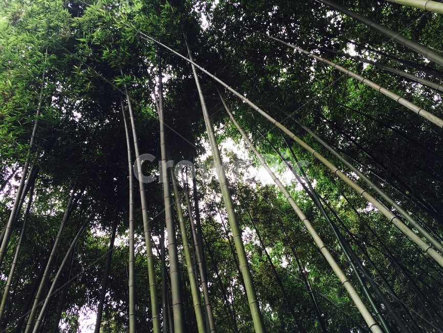 나무,숲,대나무,풀,자연,나뭇잎,초록,초록색,그린,green,담양,나무,trees,wood