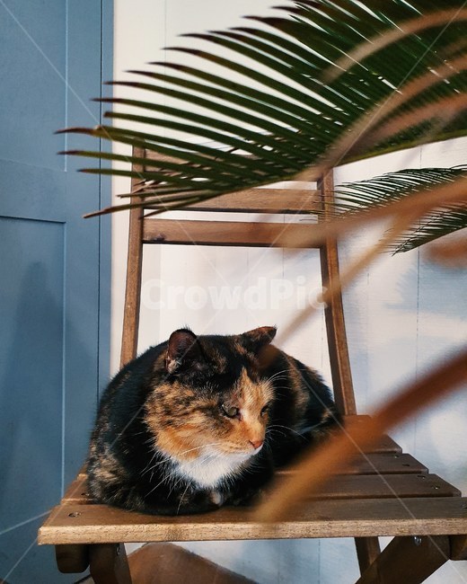 고양이,동물,cat,개냥이,반려동물