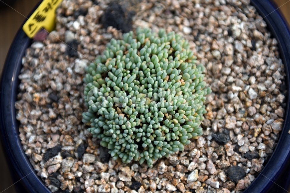 다육이,다육,다육식물,화분,식물,화초,배경,자연,plants,취미,그린,환경,키우기,아름다운,화려한,생명,생활,background,식물,자연,plants,nature