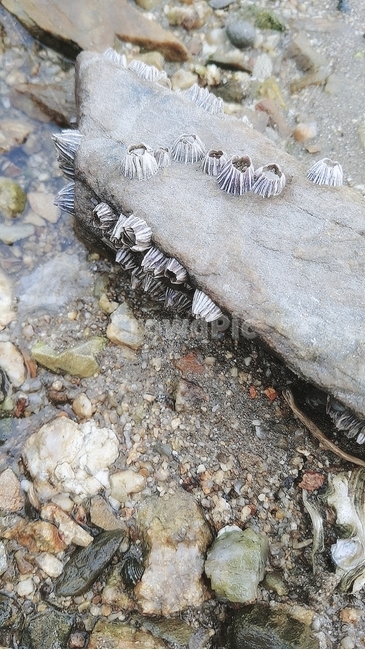 바다,해변,자갈,고동,조개,자연,풍경,nature,landscape