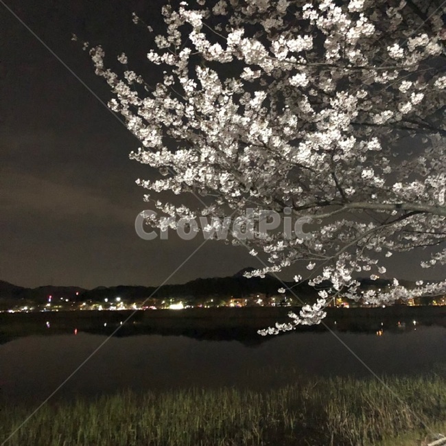 나무,벚꽃,꽃,호수,풍경,경치,호수공원,저녁,야경,산책,tree,flower,lake,landscape,night,date,nightview,park,공원