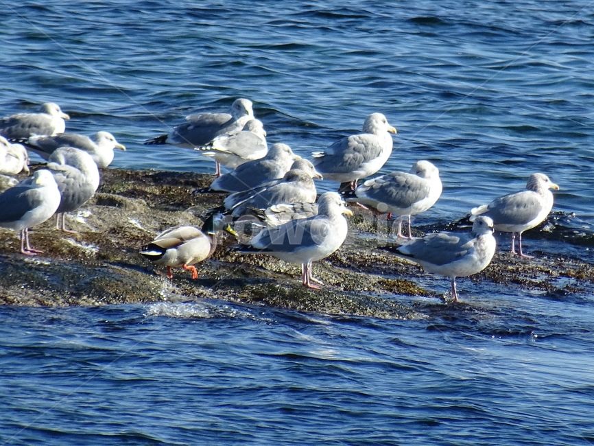 갈매기,동물,조류,새,gull,바다풍경,여러마리,갈매기가족,갈매기떼,동물,animal,조류,새,birds