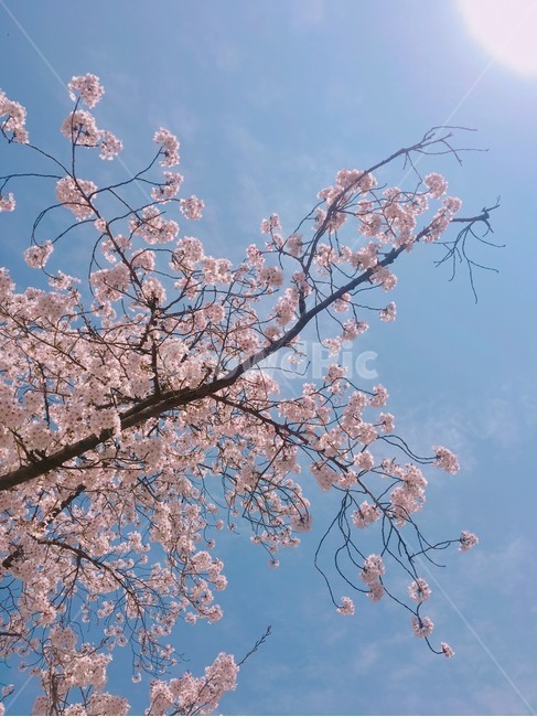 봄,벚꽃,cherryblossom,flowers,풍경,봄꽃,벚꽃나무,계절,spring,식물,자연,plants,nature,wood,trees,감성,식물,자연,plants,nature,꽃,flower