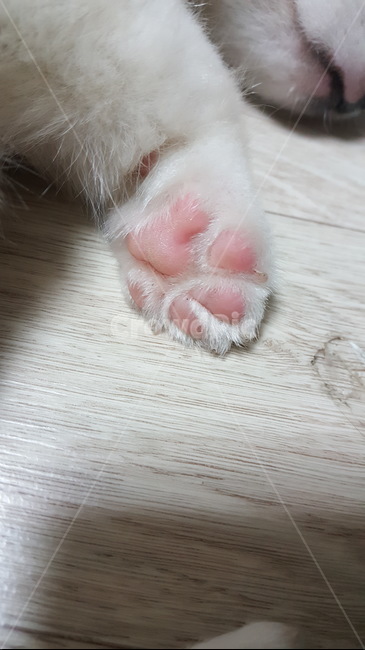 sole,dog paws,pad,puppy,pink soles,development floor,dog,pet