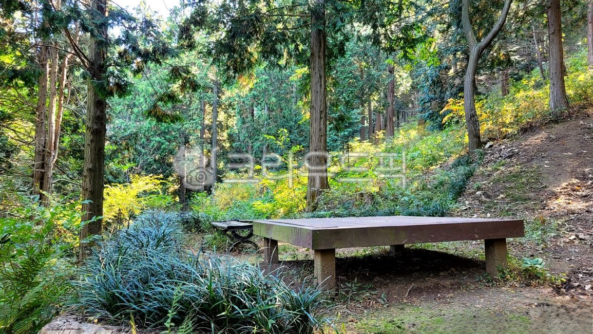 bench,벤치,furniture,가구,숲길,쉼터,평상,산책길,등산로,초목,산림지,편백나무,작은숲,나무