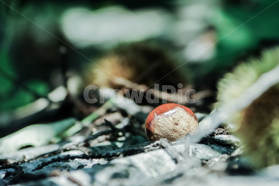 가을,밤,자연,식물,밤송이,가을,계절,fall,autumn,season
