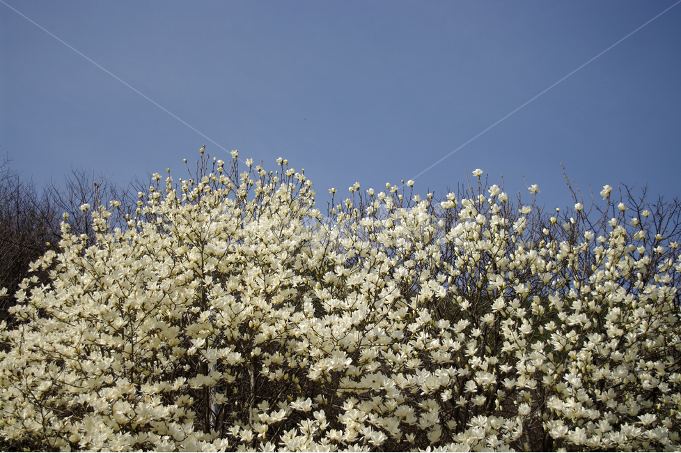 목련,나무,하늘,파란하늘,꽃봉오리,봄,봄날,봄풍경,봄꽃,감성,spring,flower,봄길,산책,봄나들이,식물,꽃,봄,계절,spring,season,식물,자연,plants,nature,꽃,flower,plant