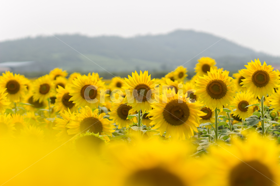 해바라기,해바라기밭,노란꽃,sunflower,자연,풍경,flower,꽃,식물,자연,plants,nature,꽃,flower