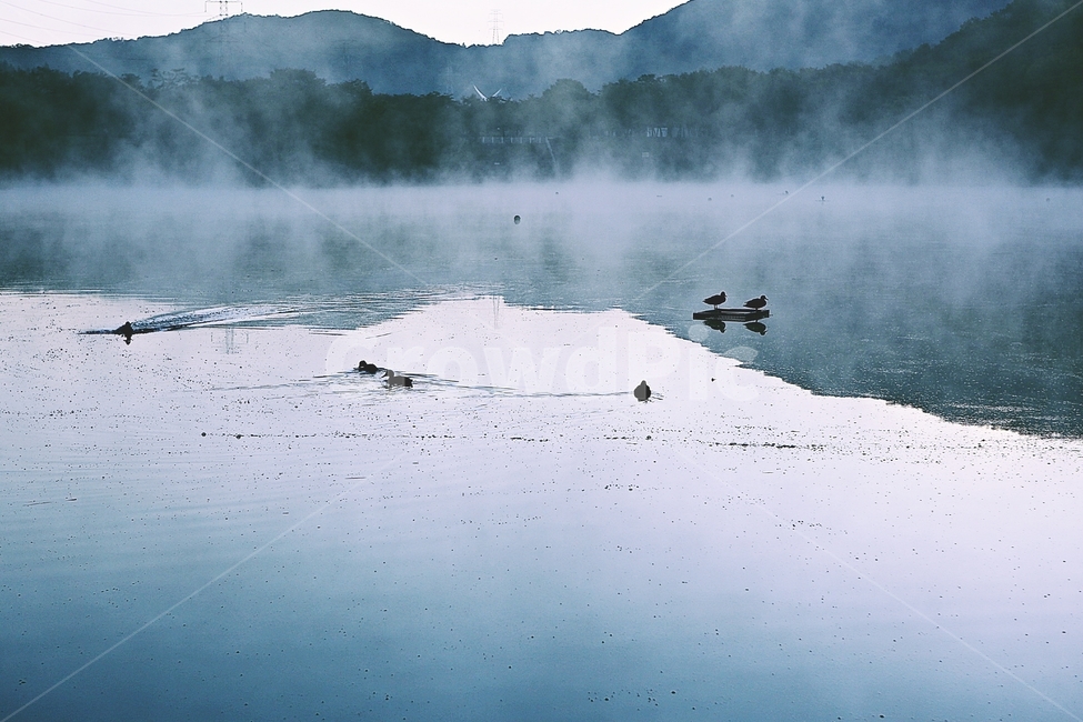 호수,인천대공원,물안개,새벽,아침,풍경,자연,식물,물,자연,풍경,nature,landscape,한국자연풍경,한국자연경관,korea nature landscape