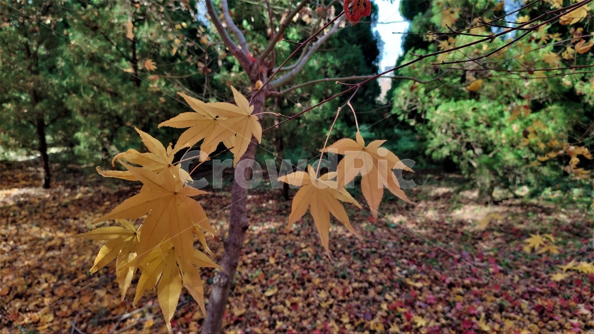 가을,엽록소,mapie,leaf,잎,plant,식물,tree,나무,단풍,가을,계절,fall,autumn,season,식물,자연,plants,nature,나무,trees,wood