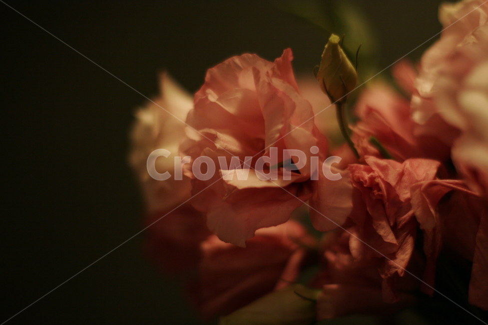 꽃,플라워,조명,초점,뷰티풀,분홍,식물,식물,자연,plants,nature,꽃,flower