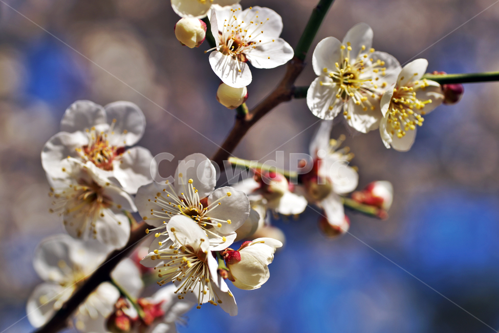 매화,매실나무,매실나무꽃,꽃,봄,계절,꽃봉우리,꽃망울,식물,자연,plants,nature,꽃,flower