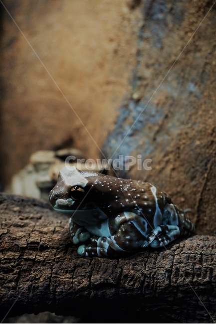 양서류,개구리,파충류,아마존밀크프록,동물,반려동물,소동물,동물,animal,파충류,양서류,reptile,amphibian