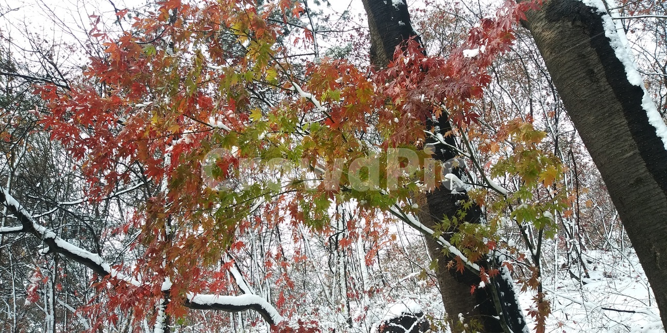 눈,눈꽃,나무,풍경,경치