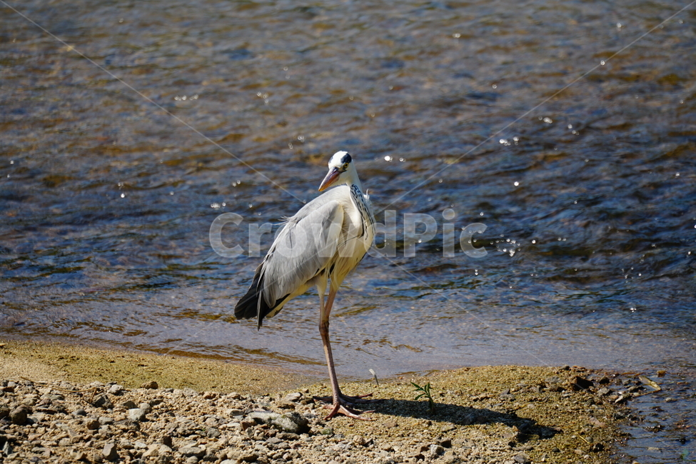 왜가리,새,동물,조류,bird,animal,서울,중랑천,강,흐르는물,자연,nature,풍경,landscape,6월,여름,river,하천,june,seoul,강변,summer,동물,animal,조류,새,birds
