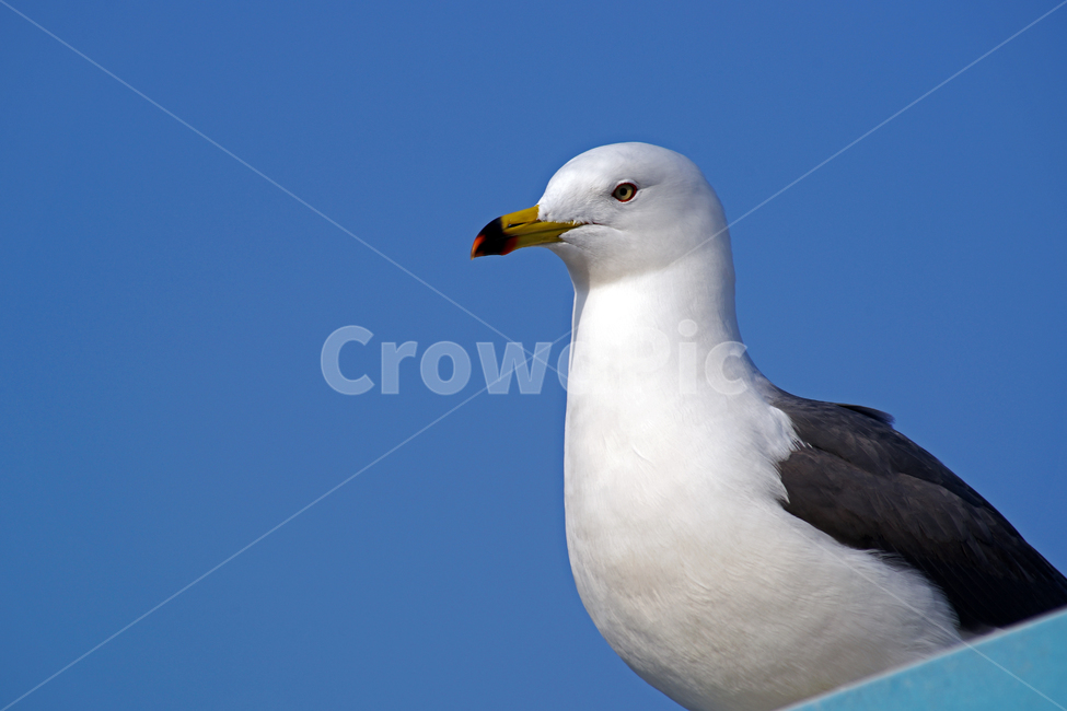 갈매기,조류,새,바다,commongull,seagull,동물,부리,동물,animal,조류,새,birds