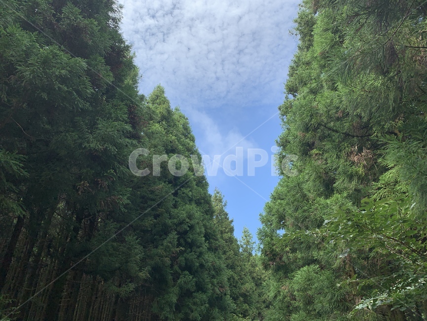 산,하늘,자연,제주,사려니숲길,날씨