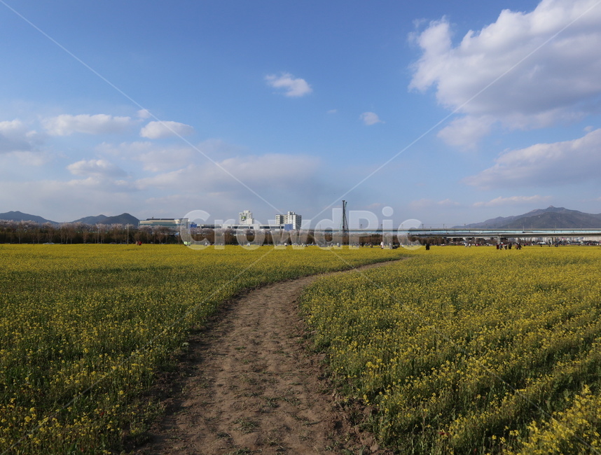 유채꽃,구름,하늘,꽃,식물,자연,풍경,nature,landscape,field,들,outdoors,옥외,grassland,목초지