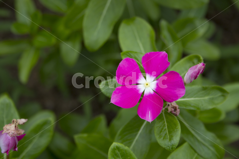 일일초,꽃,식물,자연,flower,plant,식물,자연,plants,nature,꽃,flower