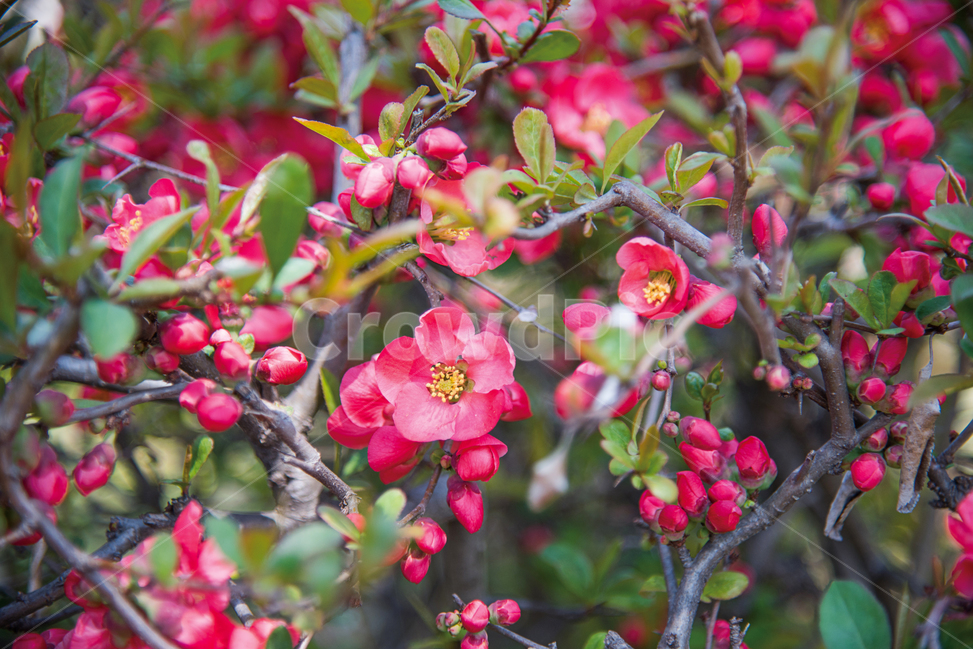 동백꽃,동백나무,꽃,식물,나무,정원,식물,자연,plants,nature,꽃,flower